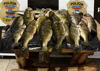 Polícia Civil combate pesca predatória em Canarana