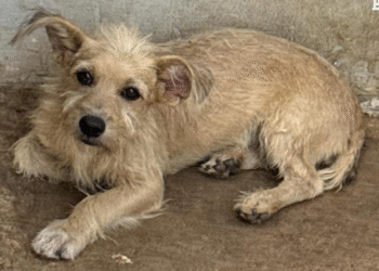 Cabeleireiro é preso por maus-tratos a cachorro em Vila Rica