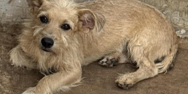 Cabeleireiro é preso por maus-tratos a cachorro em Vila Rica