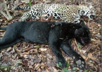PF combate desmatamento em terra indígena