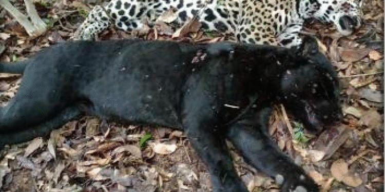 PF combate desmatamento em terra indígena