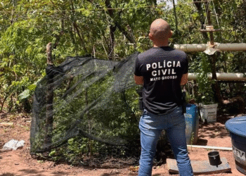 Homem é preso cultivando maconha em MT