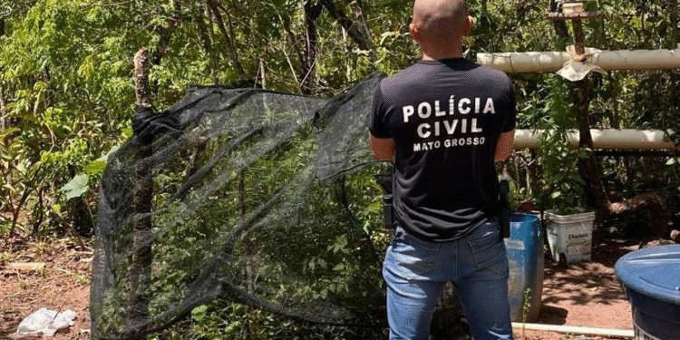 Homem é preso cultivando maconha em MT
