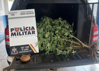 Jovem presa por cultivar maconha