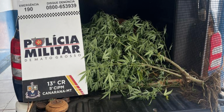Jovem presa por cultivar maconha