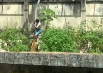 Homem Morre Após Invadir Jaula de Leoa