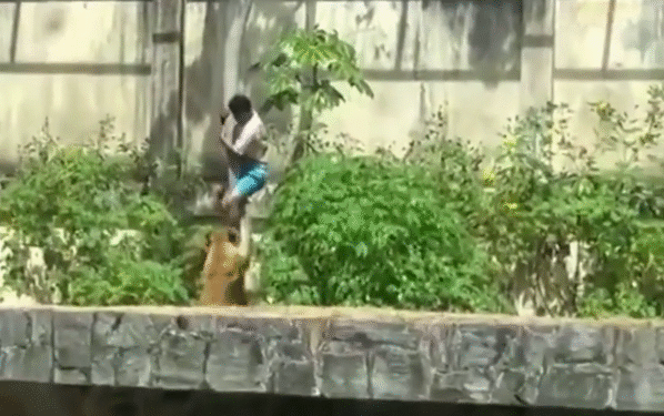 Homem Morre Após Invadir Jaula de Leoa