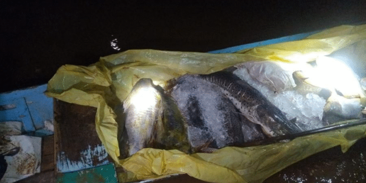 Pescado ilegal é apreendido em MT