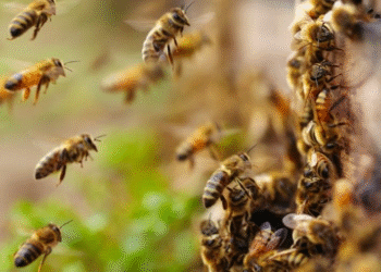 Trabalhador rural morre após ataque de enxame de abelhas em propriedade em MT