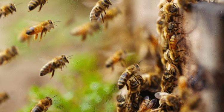 Trabalhador rural morre após ataque de enxame de abelhas em propriedade em MT