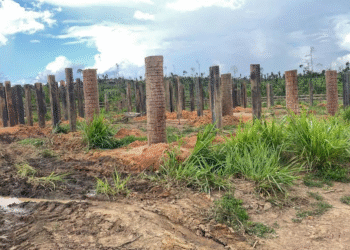 Polícia Militar aplica mais de R$ 1,1 bilhão em multas por crimes ambientais em Mato Grosso em 2025