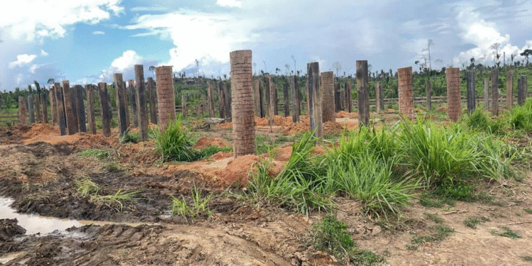 Polícia Militar aplica mais de R$ 1,1 bilhão em multas por crimes ambientais em Mato Grosso em 2025