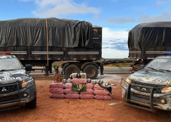 Cães farejadores descobrem mais de R$ 1,2 milhão em drogas em fundo falso de caminhão em MT