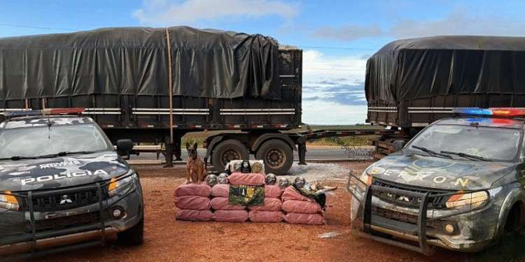 Cães farejadores descobrem mais de R$ 1,2 milhão em drogas em fundo falso de caminhão em MT