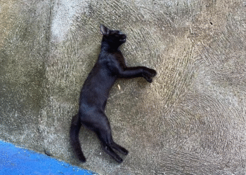 Denúncia aponta captura noturna e envenenamento de felinos no Santa Isabel em Cáceres
