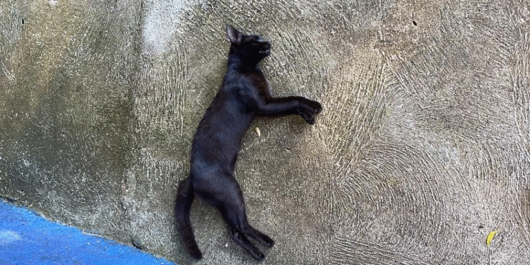 Denúncia aponta captura noturna e envenenamento de felinos no Santa Isabel em Cáceres