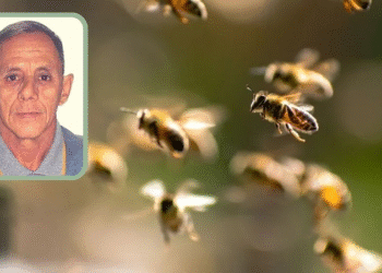 Motorista morre após ataque de enxame de abelhas em fazenda em Cáceres