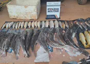 Pm apreende 48 peixes irregulares e prende dois por crime ambiental em São José dos Quatro Marcos
