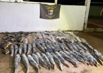 Homem é preso com 340 quilos de pescado ilegal durante bloqueio policial em MT