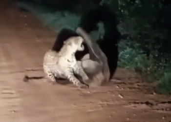 Onça-pintada e tamanduá protagonizam duelo raro na Transpantaneira