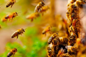 Professora morre após ataque de enxame de abelhas em Poconé