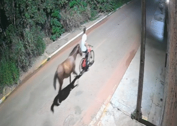 Idoso de 74 anos procura cavalo furtado em terreno no bairro Jardim Celeste, em Cáceres