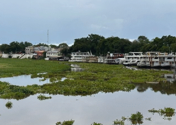 Camalotes voltam a encantar em Cáceres, mas causam impactos no abastecimento de água