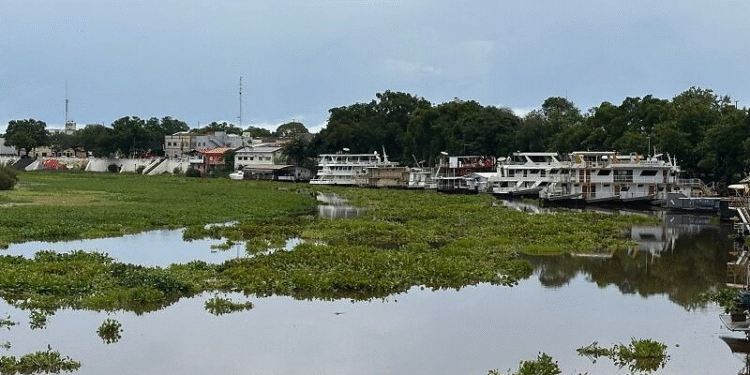 Camalotes voltam a encantar em Cáceres, mas causam impactos no abastecimento de água